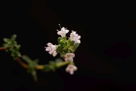 Flower of the thyme species Thymus thracicus
