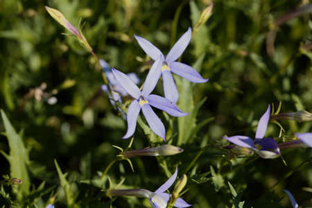 Flowers of a rock isotome plant, Isotoma axillaris