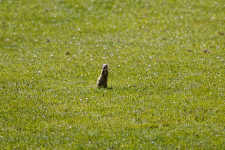 A European ground squirrel, Spermophilus citellus, on a meadow.の写真素材
