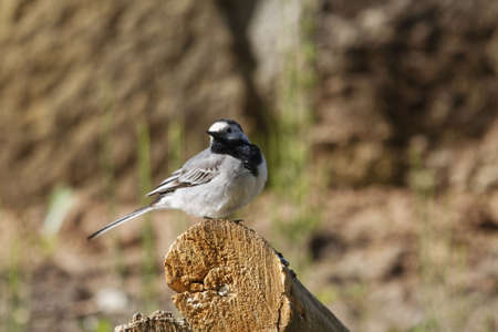 A white wagtail, Motacilla alba on a tree