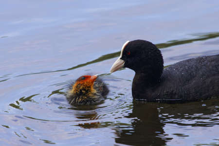 A mother coot, Fulica atra, with a chick on a lake.の写真素材