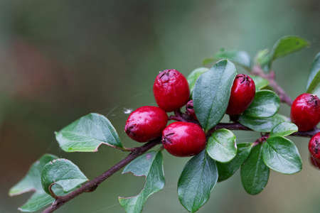 Fruits of a spreading cotoneaster bush, Cotoneaster divaricatusの写真素材
