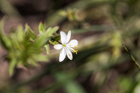 Flowers of a spider plant, Chlorophytum comosumの写真素材
