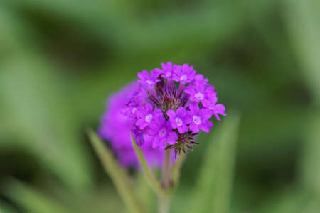 Flower of a slender vervain, Verbena rigidaの写真素材