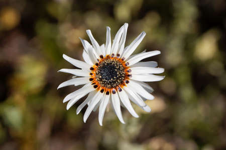 Flower of a Monarch-of-the-veld plant, Arctotis fastuosaの写真素材