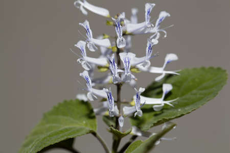 Flower of a Zulu spurflower, Plectranthus zuluensis, from Africa.