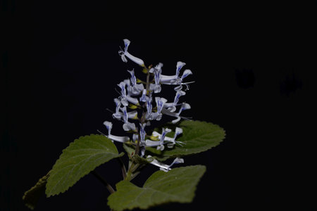 Flower of a Zulu spurflower, Plectranthus zuluensis, from Africa.の写真素材