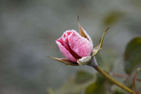 A pink rose covered by hoar frost.の写真素材