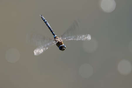 A flying migrant hawker, Aeshna mixta, with brown background.の写真素材