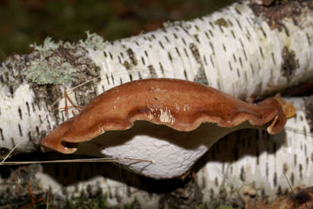 A birch polypore, Fomitopsis betulina, on a birch tree.