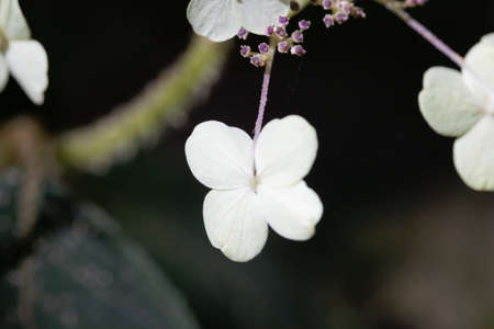 Flower detail of the hortensia species Hydrangea aspera, from East Asia.の写真素材
