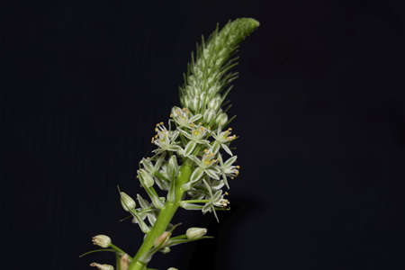 Flower of a maritime squill, Drimia maritima, a medial plant from the Mediterranean region; with a black background.の写真素材