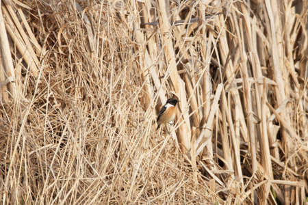 A European stonechat, Saxicola rubicola, in a reed bed.
