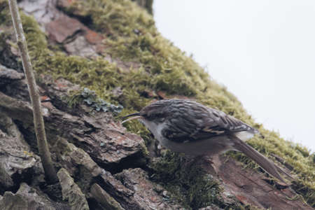 A common treecreeper, Certhia familiaris, on an oak tree.の写真素材
