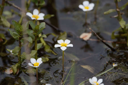 Flower of pond water-crowfoot, Ranunculus peltatus, in water.