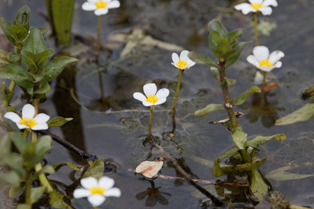 Flower of pond water-crowfoot, Ranunculus peltatus, in water.の写真素材
