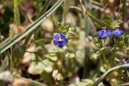 Flower of a blue pimpernel plant, Lysimachia foemina