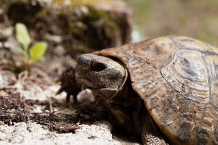 Portrait of a Hermann's tortoise, Testudo hermanni