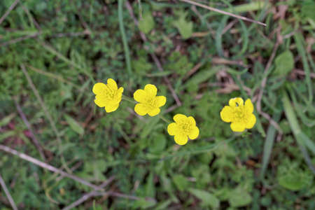 Flower of the crowfoot species Ranunculus paludosusの写真素材