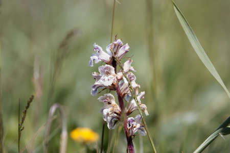 Flower of a bean broomrape, Orobanche crenataの写真素材