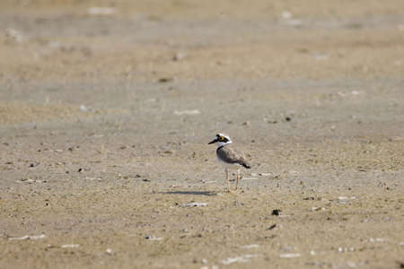 A little ringed plover, Charadrius dubius, on a mudflat