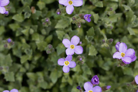 Flower of the rock cress species Aubrieta gracilisの写真素材