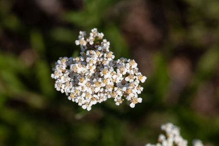 Flower of the yarrow species Achillea distansの写真素材