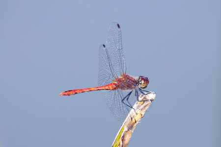 A ruddy darter, Sympetrum sanguineum, on a branch.