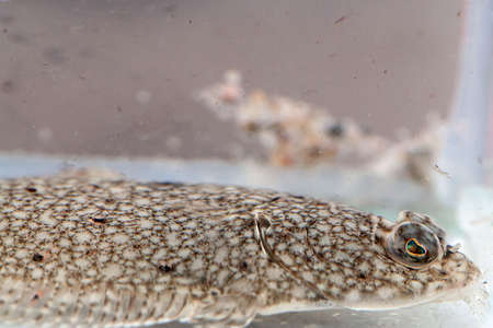 Portrait of a young European flounder, Platichthys flesusの写真素材