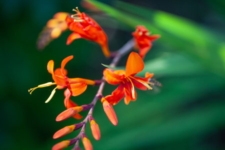 Flower of a montbretia plant, Crocosmia aureaの写真素材