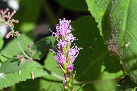 Flower of a dense blazing star, Liatris spicata