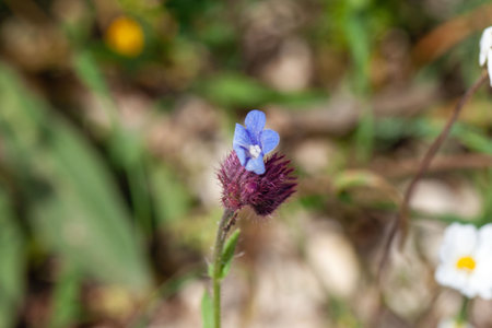Flower of Anchusella cretica, a species from the Mediterranean region.の写真素材