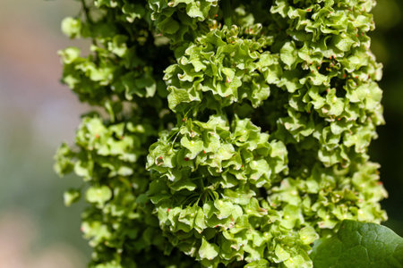 Flowers and fruits of an Alpine dock plant, Rumex alpinus