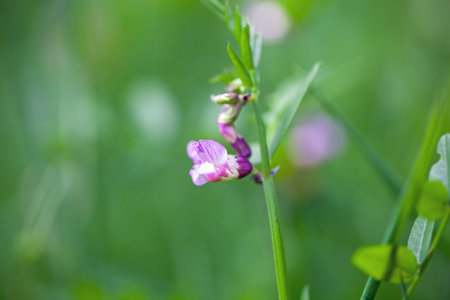Flower of a bush vetch plant, Vicia sepium Vicia sepium, bush