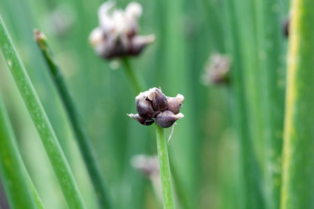 Onions of a tree onion plant, Allium x proliferum.の写真素材