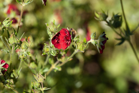 Flower of a scarlet cinquefoil, Potentilla thurberi