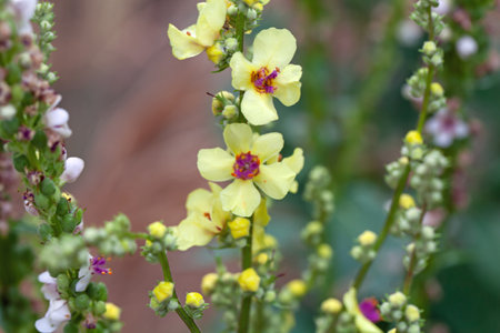 Flowers of a nettle-leaved mullein, Verbascum chaixiiの写真素材