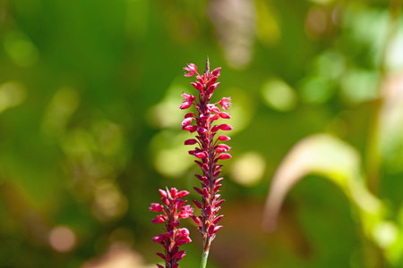 Flower of a princess feather plant, Persicaria orientalis