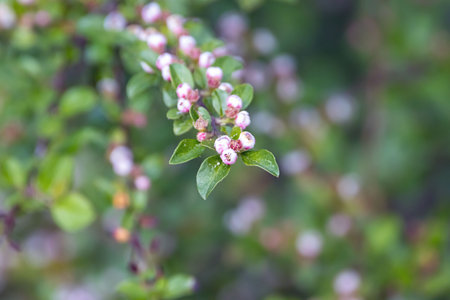 Buds of the Cotoneaster species, Cotoneaster horizontalisの写真素材