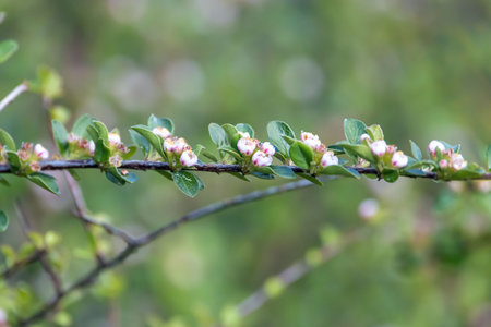 Buds of the Cotoneaster species, Cotoneaster horizontalisの写真素材