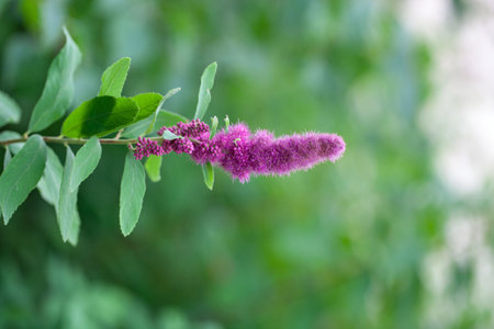 Flowers of the meadowsweet species Spiraea salicifoliaの写真素材
