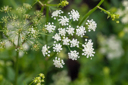 Flower of a skirret plant, Sium sisarum