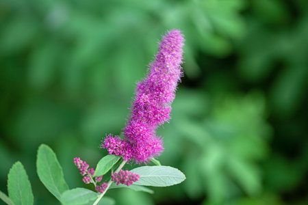 Flowers of the meadowsweet species Spiraea salicifolia