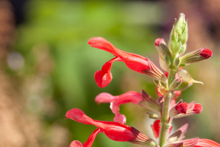Flowers of the sage species Salvia darcyiの写真素材