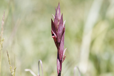 Flower of a long-lipped serapias, Serapias vomeraceaの写真素材