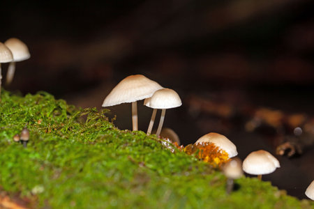 Milk drop mycena fungi, Mycena galopus, with moss.