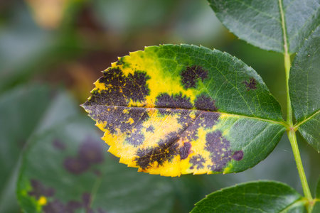 A rose leaf with black spot disease, Diplocarpon rosaの写真素材