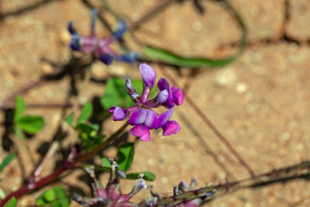 Flower of the clover species Trifolium burchellianum subsp. johnstonii, in East Africa.の写真素材