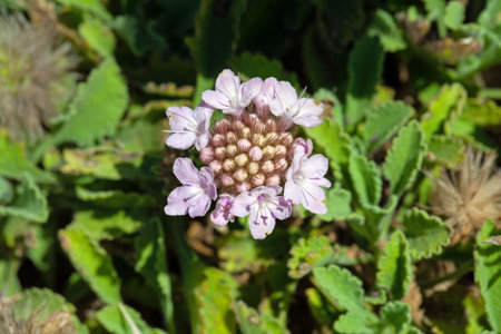 Flower of the herb Pterocephalus perennis, from the Mediterranean region.