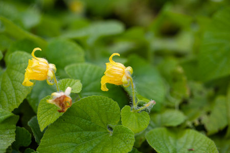 Flower of a Manchu tubergord, Thladiantha dubiaの写真素材
